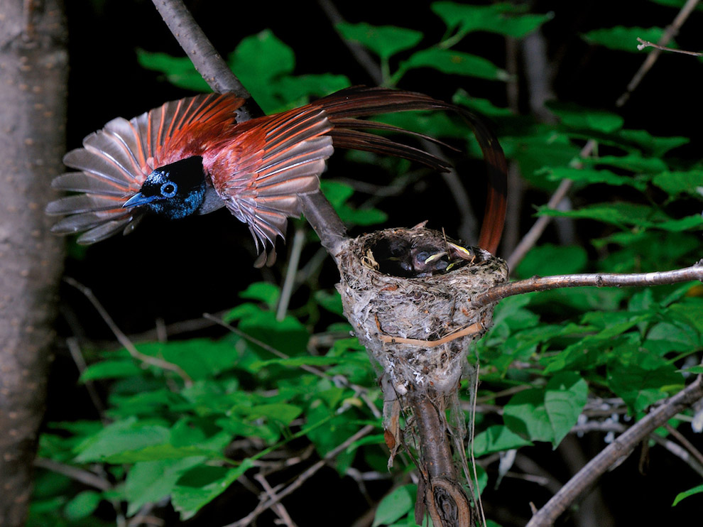 National Geographic: лучшие фотографии сентября National Geographic: лучшие фотографии сентября