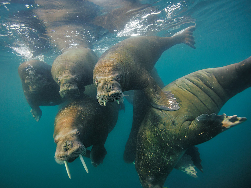 National Geographic: лучшие фотографии сентября National Geographic: лучшие фотографии сентября