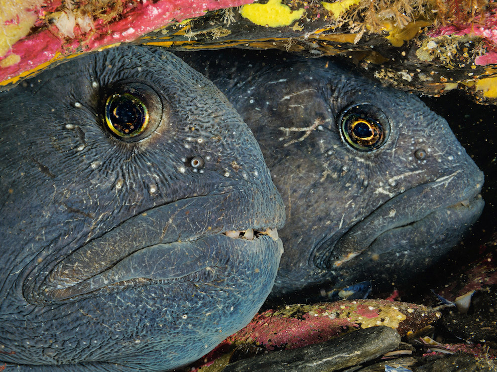 National Geographic: лучшие фотографии сентября National Geographic: лучшие фотографии сентября