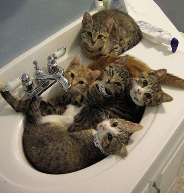 Прикольные картинки