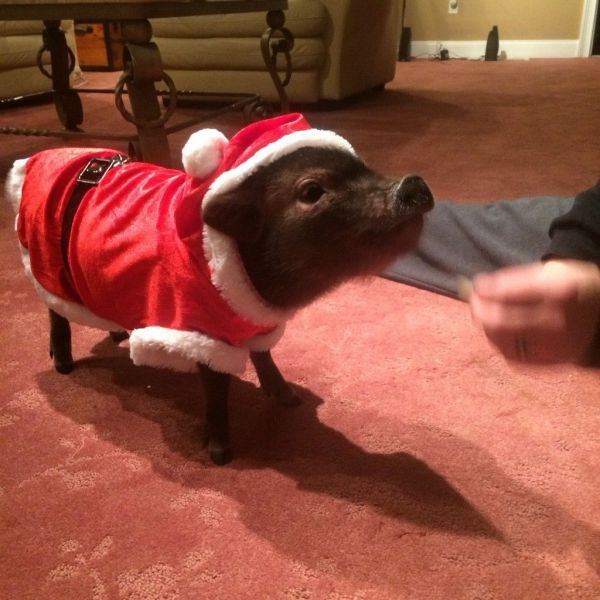 Прикольные картинки (72 фото)