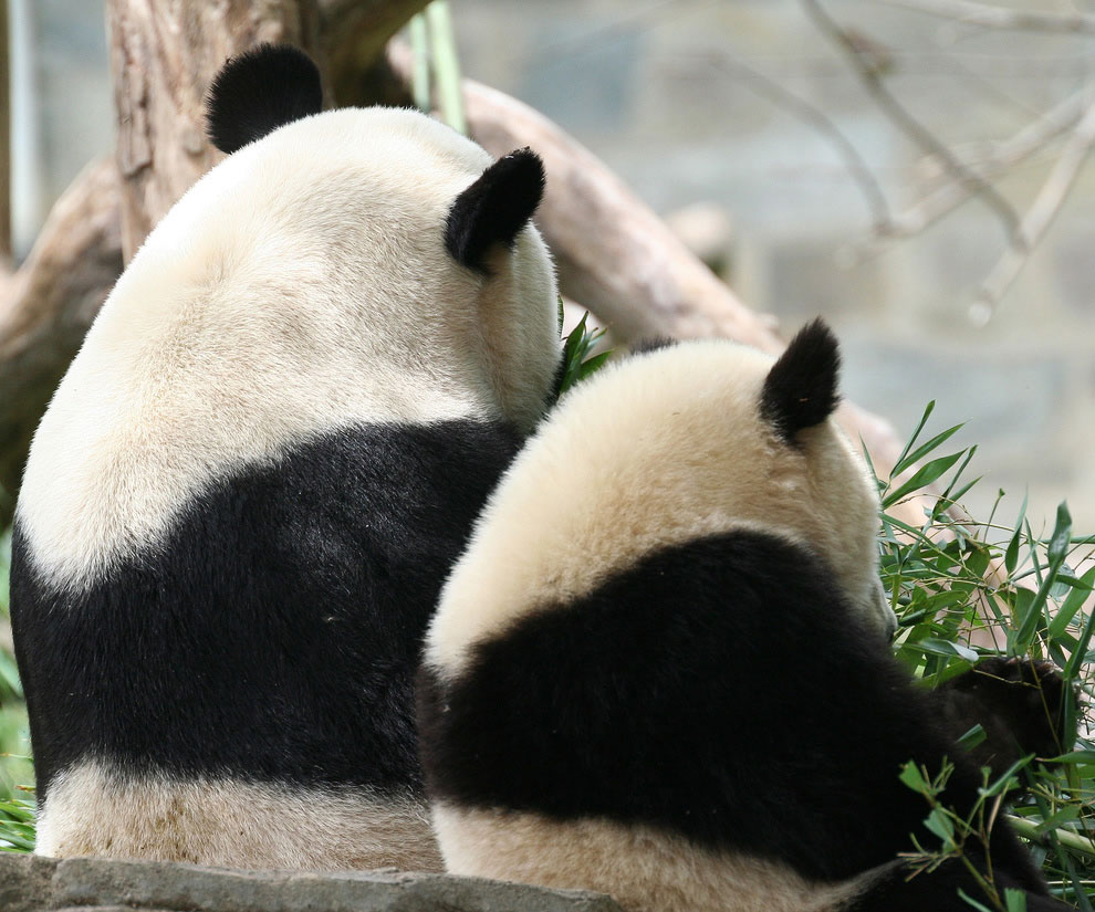 Крупнейший питомник панд