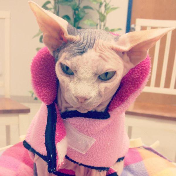 Прикольные картинки