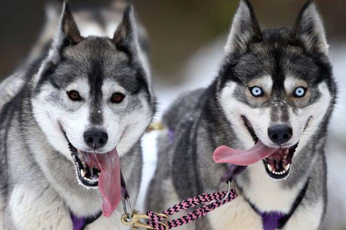 Прикольные картинки