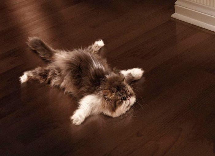 Прикольные картинки