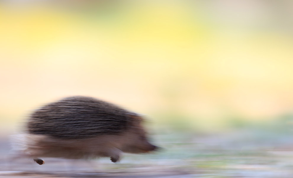 Золотая Черепаха 2015