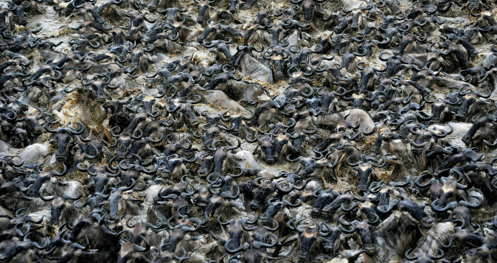 Золотая Черепаха 2015