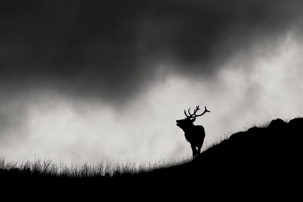 Золотая Черепаха 2015