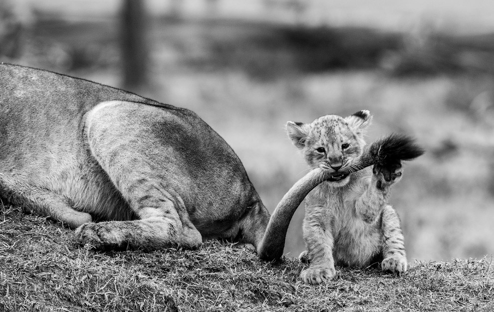 Золотая Черепаха 2015