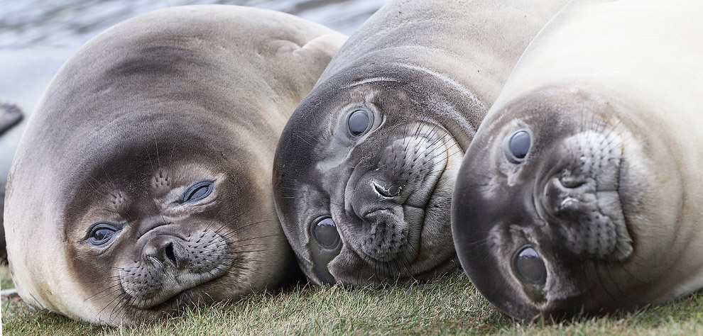 Золотая Черепаха 2015