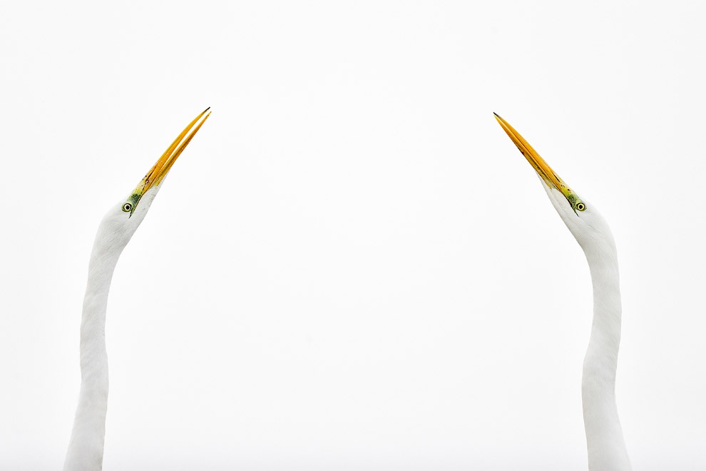 Золотая Черепаха 2015