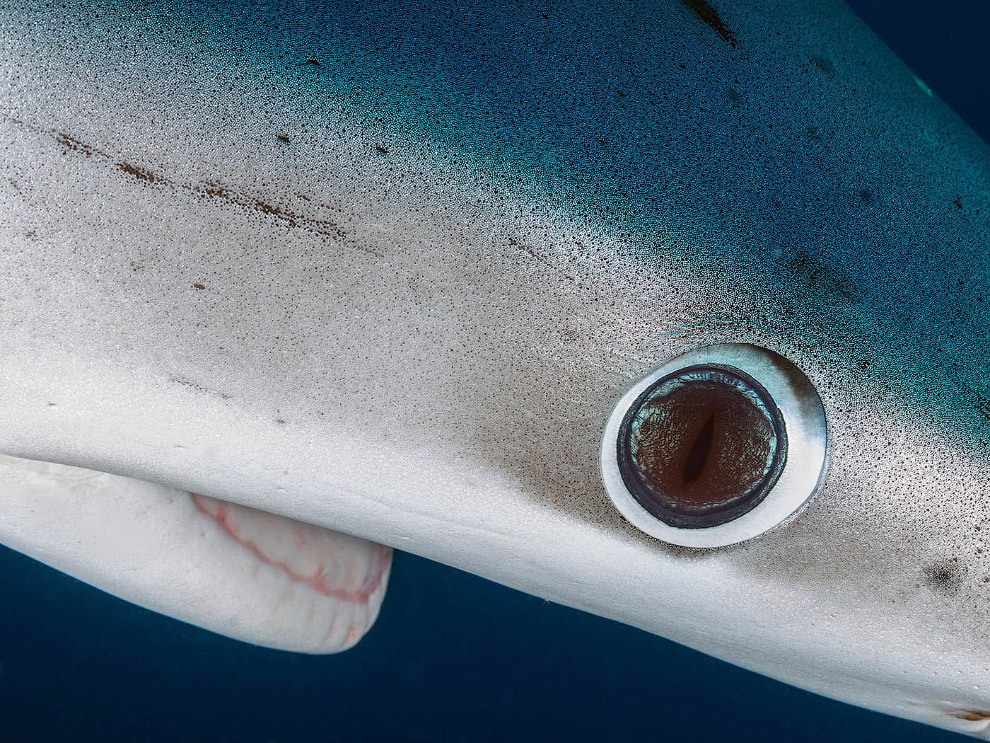 Золотая Черепаха 2015