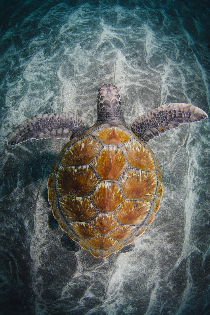 Золотая Черепаха 2015