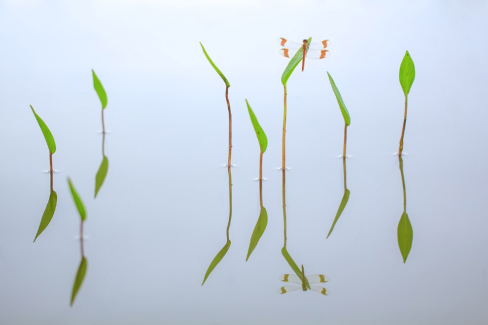 Золотая Черепаха 2015