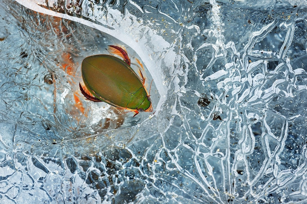 Золотая Черепаха 2015