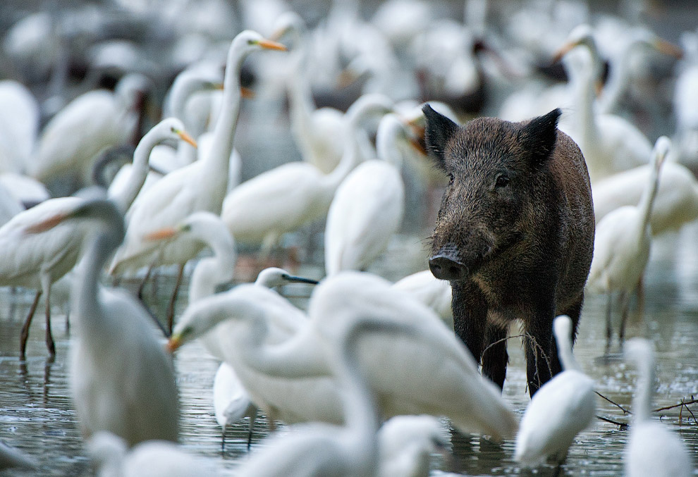 Золотая Черепаха 2015