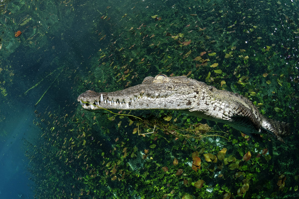 Золотая Черепаха 2015