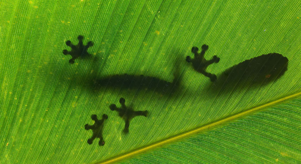 Золотая Черепаха 2015