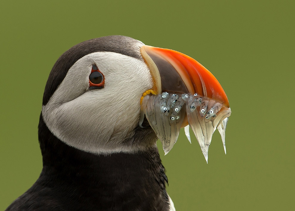 Золотая Черепаха 2015