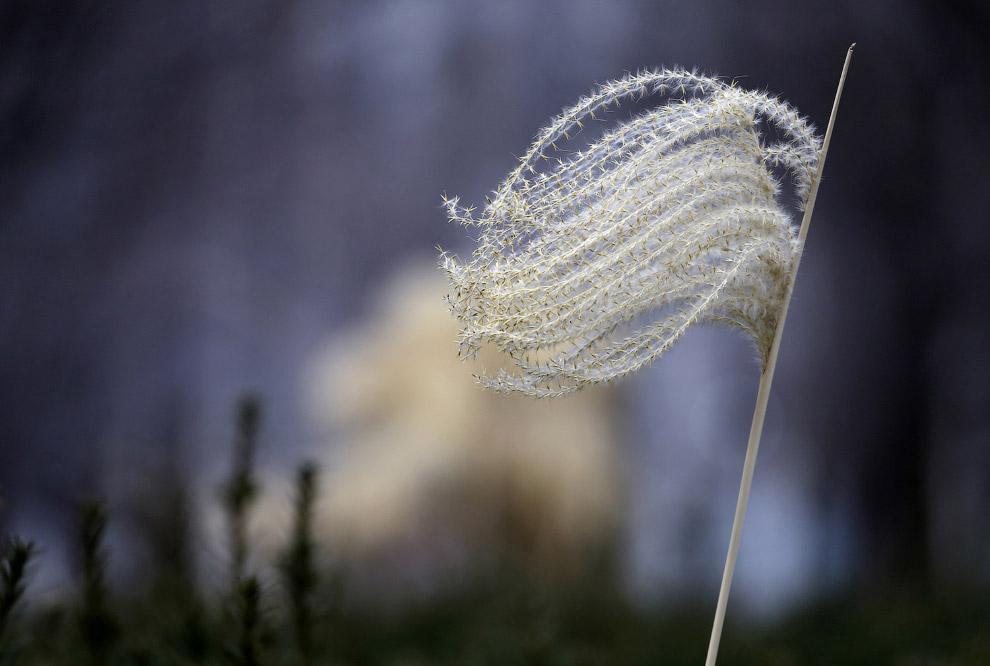 Весна Весна