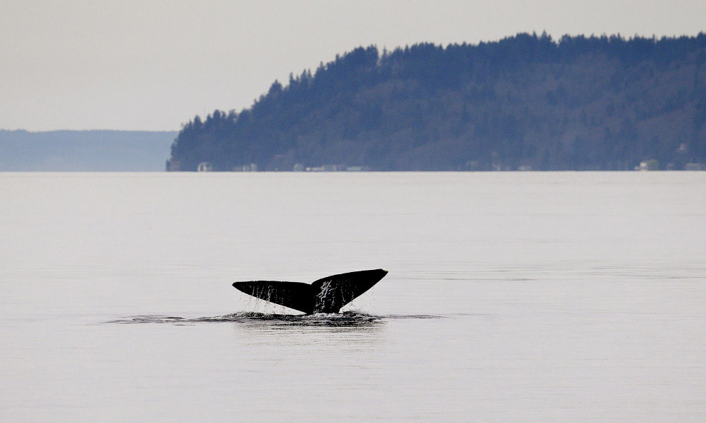 Весна Весна