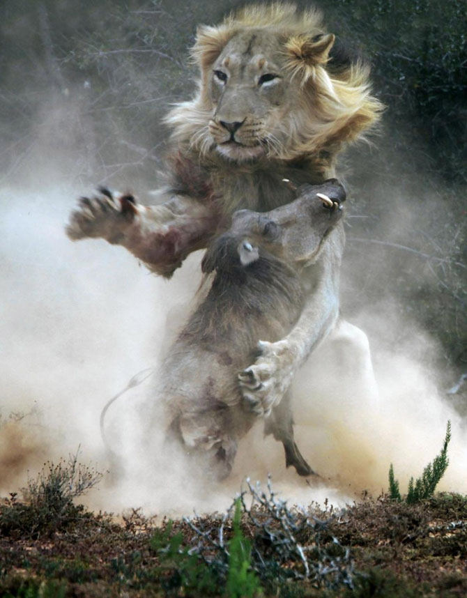 Фотографии животных за неделю