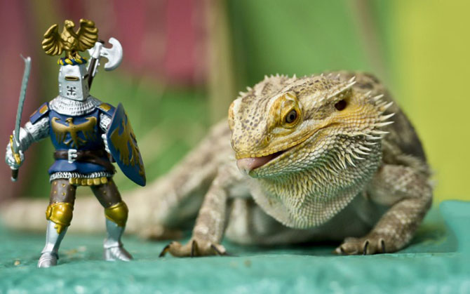 Фотографии животных за неделю