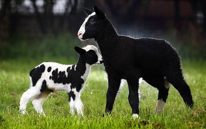 Фотографии животных за неделю