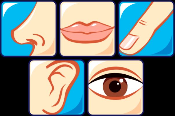 Интересные факты о нашем теле (6 фото)