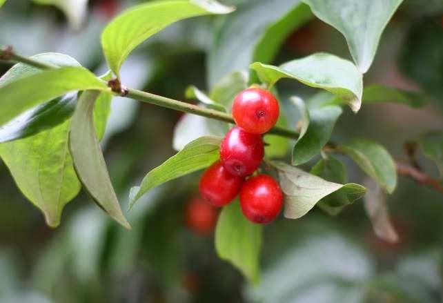 Удивительные факты о фруктах (19 фото)