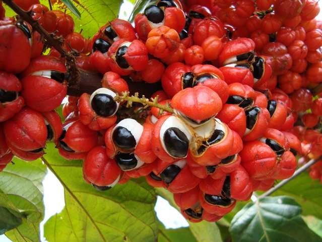 Удивительные факты о фруктах (19 фото)