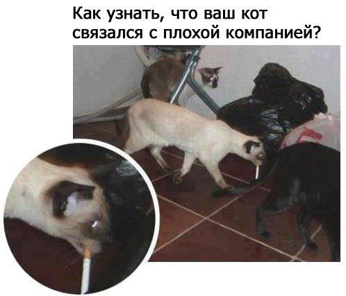 Прикольные картинки (91 фото)