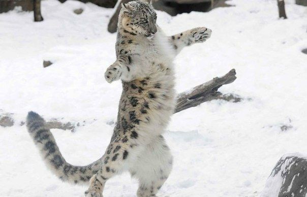 Прикольные картинки (91 фото)