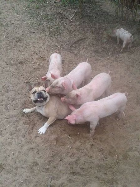 Прикольные картинки (91 фото)