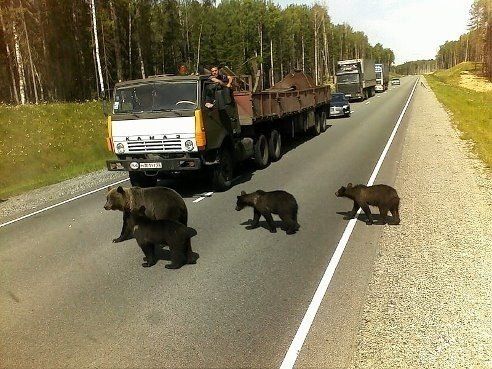 Прикольные картинки (91 фото)