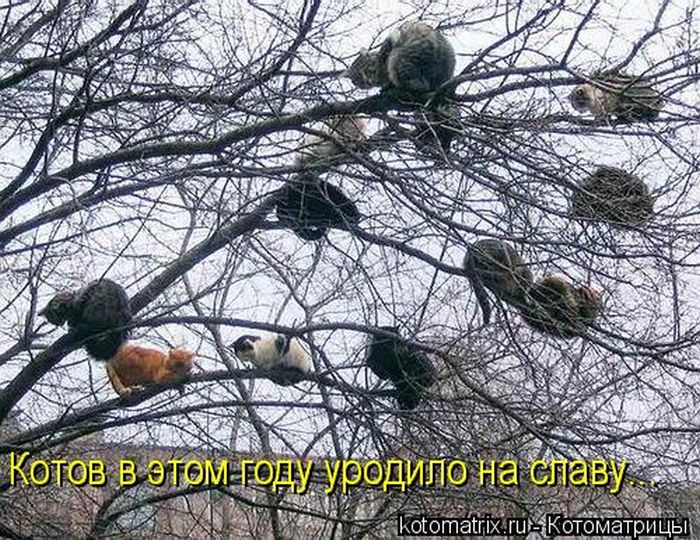 Лучшие котоматрицы недели