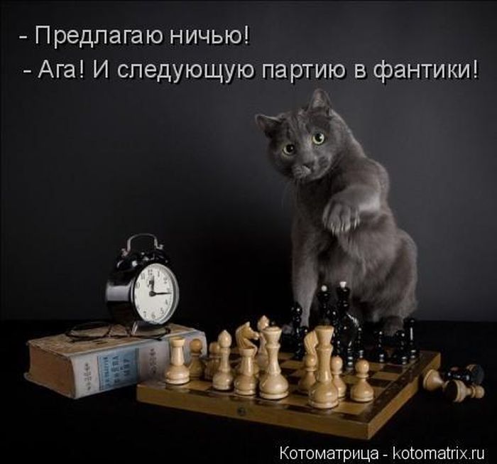 Лучшие котоматрицы недели