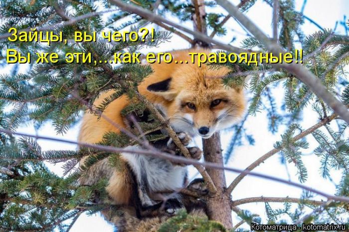 Лучшие котоматрицы недели