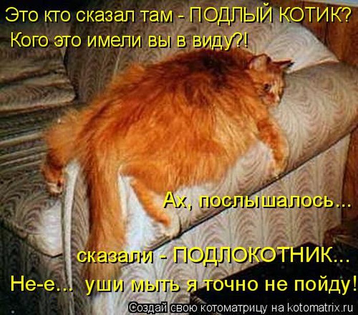 Лучшие котоматрицы недели