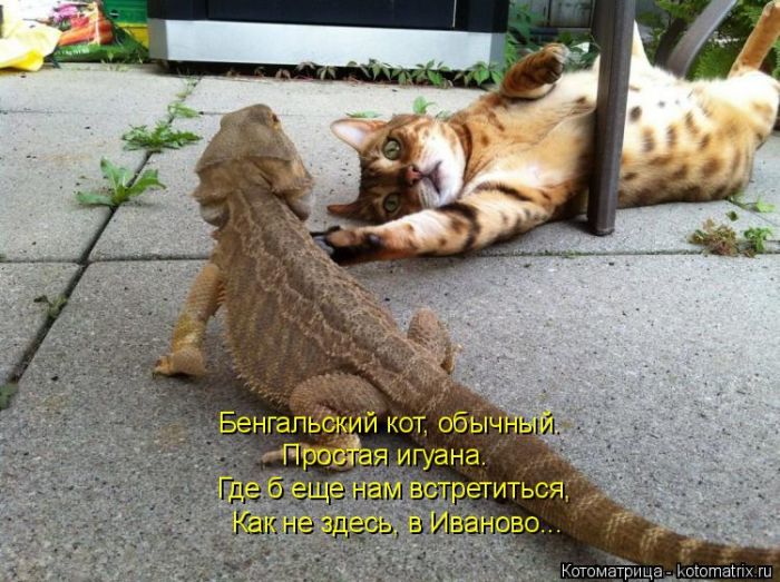 Лучшие котоматрицы недели