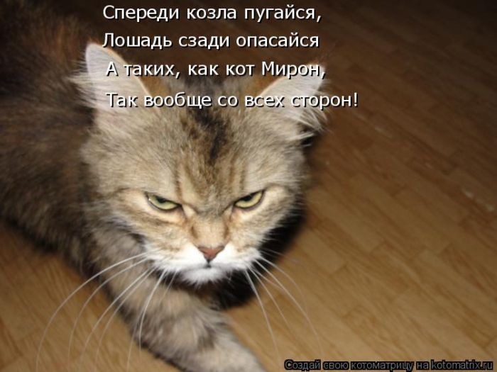 Лучшие котоматрицы недели