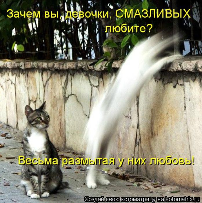 Лучшие котоматрицы недели