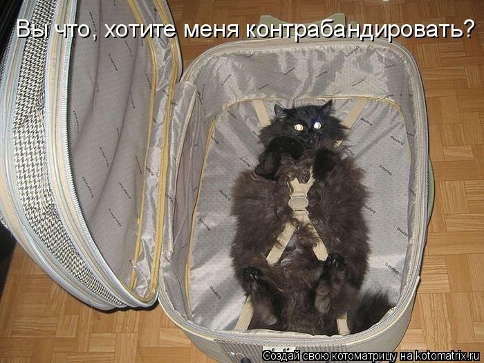 Лучшие котоматрицы недели