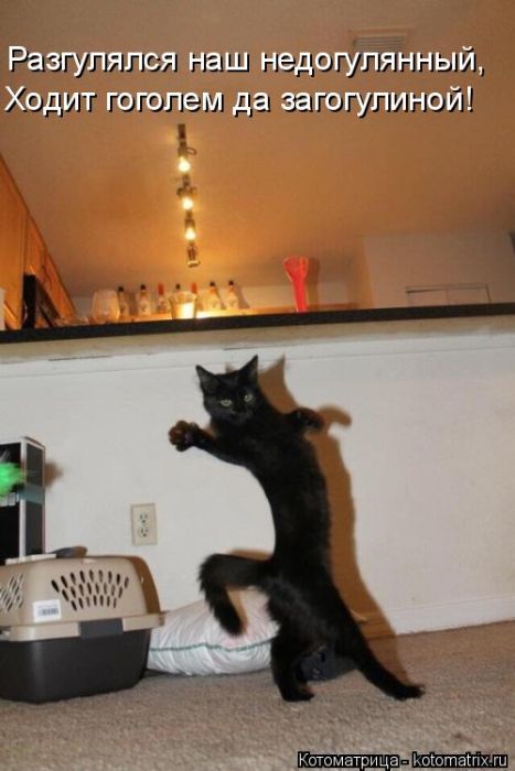 Лучшие котоматрицы недели