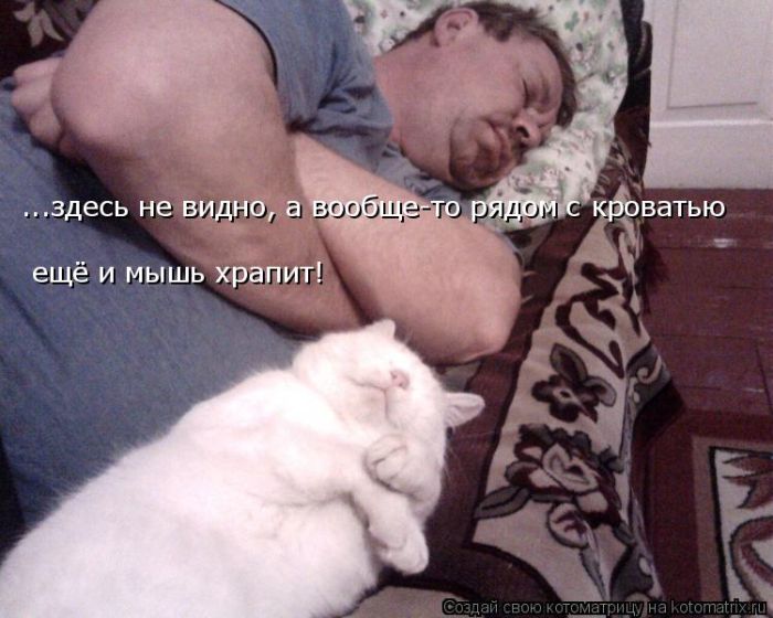 Лучшие котоматрицы недели