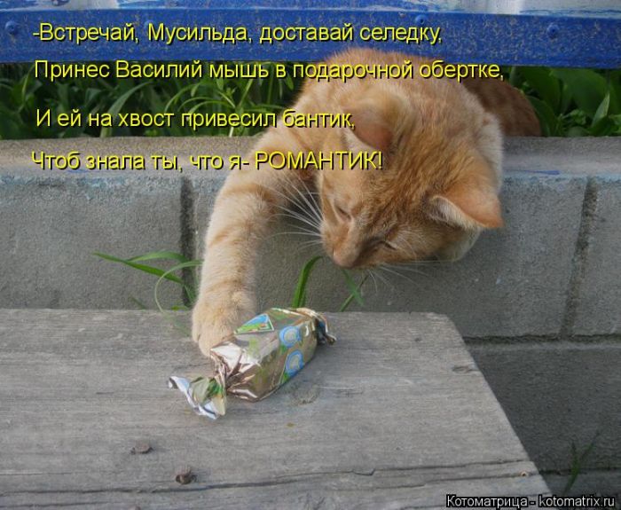 Лучшие котоматрицы недели