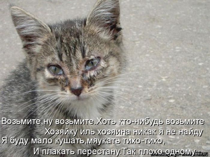 Лучшие котоматрицы недели