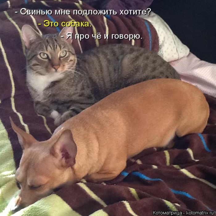 Лучшие котоматрицы недели