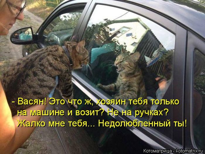 Лучшие котоматрицы недели