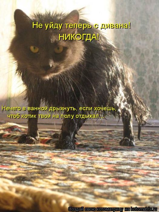 Лучшие котоматрицы недели